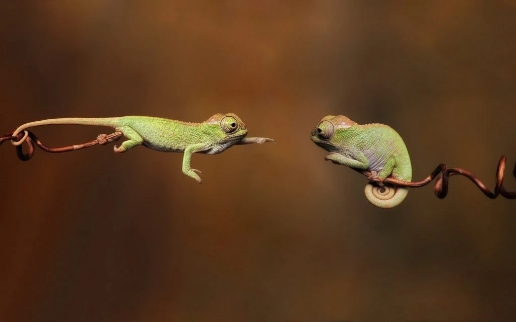 LIZARD